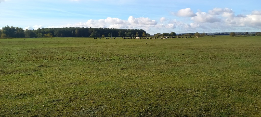 Działka Sprzedaż Borzysławiec 4