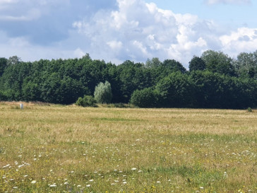 Działka Sprzedaż Dobropole Gryfińskie