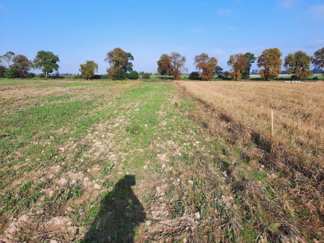 Działka Sprzedaż Kurów 7