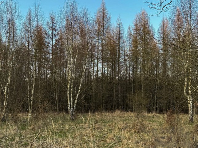 Działka Sprzedaż  Błotny Młyn 3