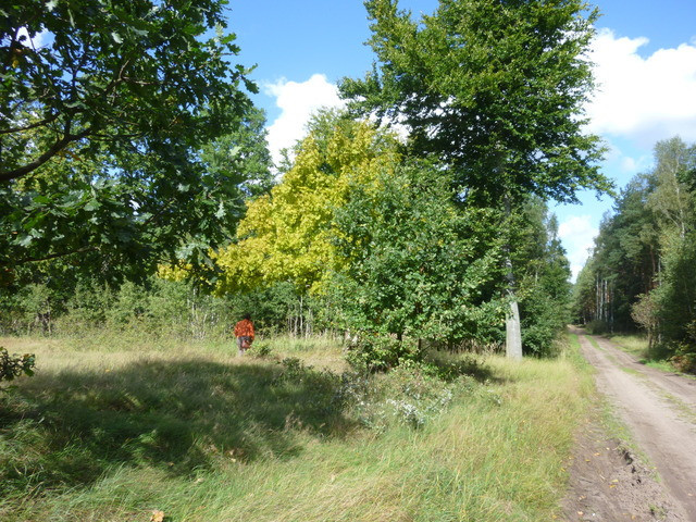 Działka Sprzedaż Grzepnica 6