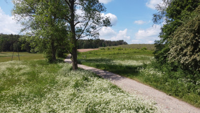 Działka Sprzedaż Piława