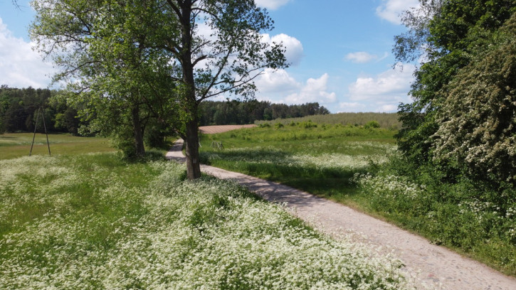 Działka Sprzedaż Piława 21