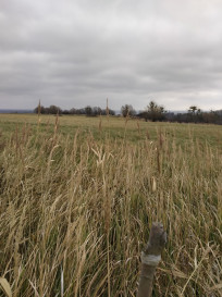 Działka Sprzedaż Szczecin Skolwin