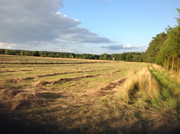 Działka Sprzedaż Przybiernów