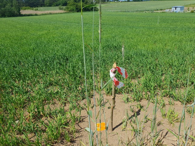 Działka Sprzedaż Zieleniewo 6