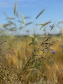 Działka Sprzedaż Goleniów